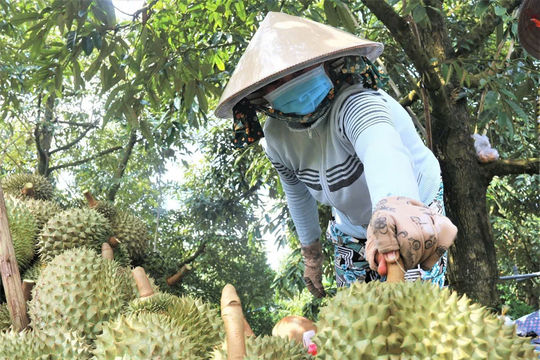 Truy xuất nguồn gốc sầu riêng: Từ A - Z, nhưng…