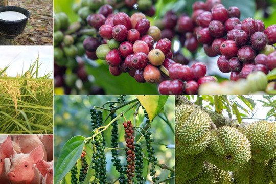 Thị trường nông sản 24/8: Các mặt hàng tỷ đô chờ tín hiệu bứt phá mới
