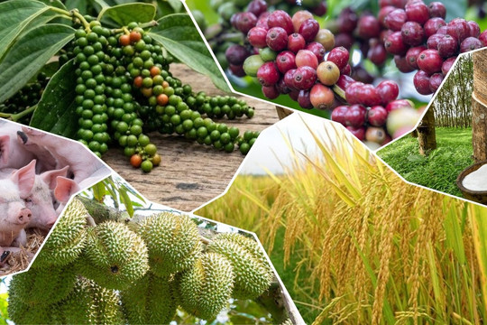 Thị trường nông sản 25/8: Cà phê, heo hơi bật tăng, hồ tiêu đi ngang