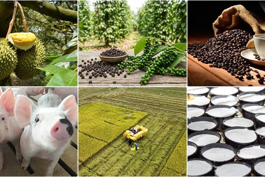 Thị trường nông sản 26/8: Cà phê nội địa tăng nhẹ, lúa gạo chịu áp lực điều chỉnh