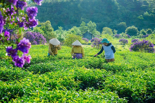 'Dựng' danh trà từ một lần… mắc kẹt ở Trường Sơn Đông
