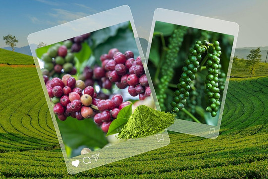 Sáng 29/8: Giá cà phê, hồ tiêu trong nước đồng loạt đi xuống