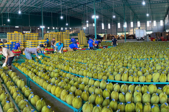 Tin vui cho sầu riêng
