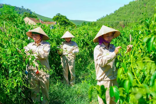 Phát triển vùng nguyên liệu: Đã có 'bà đỡ' chi phí