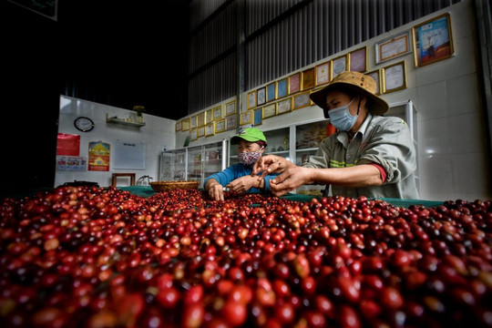 Giá cà phê nội địa tiếp tục hạ nhiệt, xuất khẩu tăng lượng nhưng hụt kim ngạch