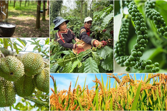 Thị trường nông sản 1/9: Cà phê tăng nhẹ phiên đầu tháng, nhiều mặt hàng giữ nhịp đi ngang