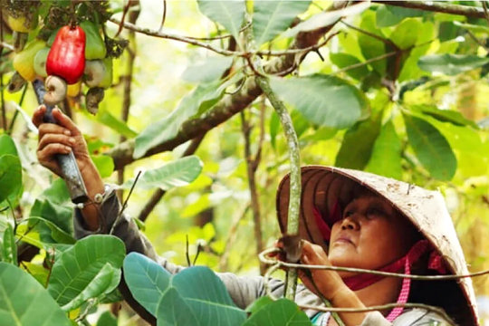 Hạt điều: 'vua' xuất khẩu, nhưng gồng mình nhập nguyên liệu