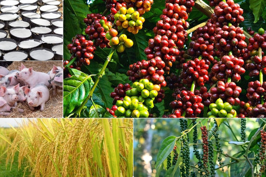 Thị trường nông sản 3/9: Giá cà phê lao dốc, hồ tiêu và lúa gạo duy trì thế bình ổn