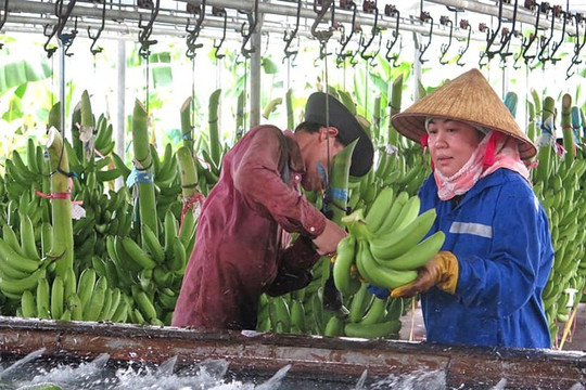 Xuất khẩu nông sản đi đúng hướng