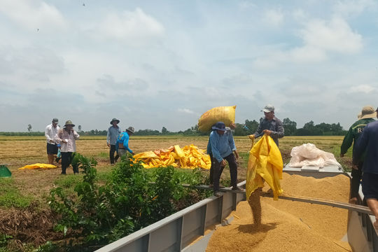 Thủ tướng lệnh mua tạm trữ, vì sao nông dân miền Tây vẫn ngậm ngùi nhìn lúa trượt giá?