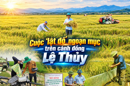 Cuộc ‘lật đổ’ ngoạn mục trên cánh đồng Lệ Thủy: KỲ CUỐI |Đưa ngô sinh khối vào cánh đồng lúa tái sinh