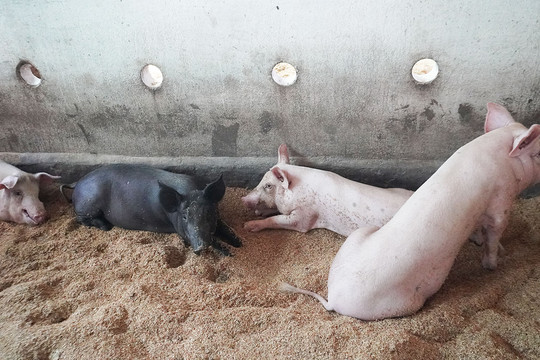 Giá heo hơi 7/9: Miền Bắc nới rộng khoảng cách