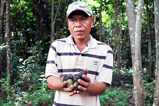 Khi cây trẩu cho người miền núi Quảng Trị một sinh kế