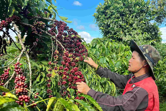 Cà phê Lâm Đồng và bước chuyển mình khi 70% vùng nguyên liệu sử dụng giống chuẩn