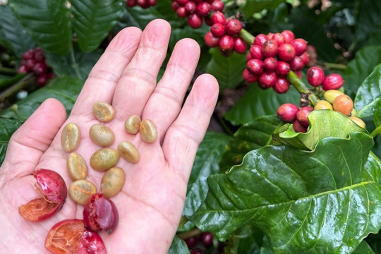 Thị trường cà phê 9/9: Trong nước quay đầu giảm, thế giới phân hóa mạnh