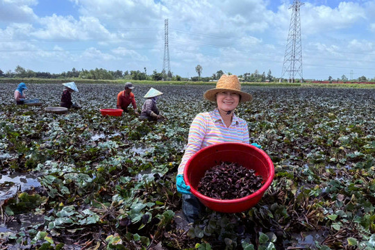 Nông dân Lấp Vò thu lợi 'kép' từ luân canh lúa - ấu