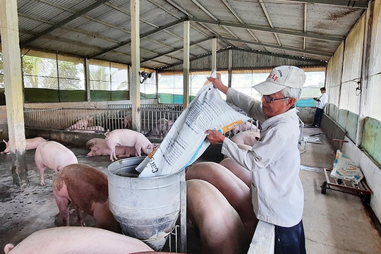 Giá heo gà lẹt đẹt, thức ăn chăn nuôi vẫn tăng liên tục