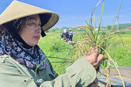Mất mùa nặng, nông dân bỏ mặc lúa chín ngoài ruộng