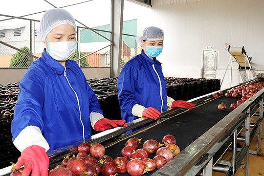 Chanh leo xuất khẩu ‘leo cao’: Doanh nghiệp nào đang dẫn đầu?
