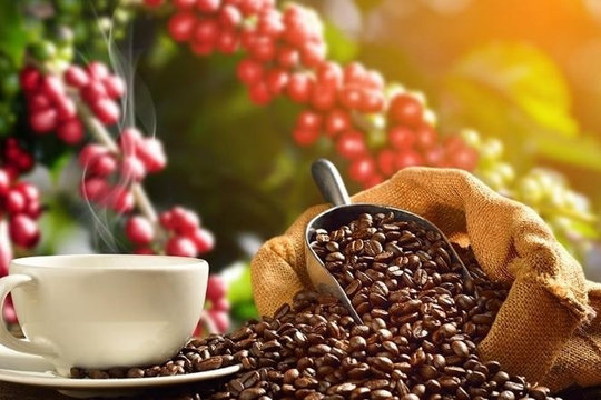 Thị trường cà phê 12/9: Trong nước tăng nhẹ, thế giới chịu áp lực dư cung