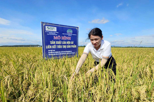 Vụ hè thu đầy rủi ro, nông dân làm lúa hữu cơ vẫn lãi lớn