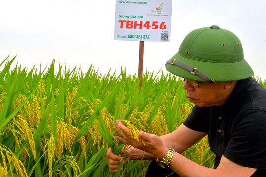 ThaiBinh Seed - nâng tầm hạt gạo Việt từ giống lúa lai