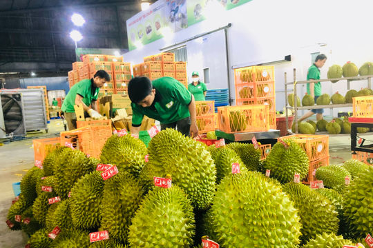 Trung Quốc chi gần 3,9 tỷ USD nhập khẩu rau quả Việt Nam