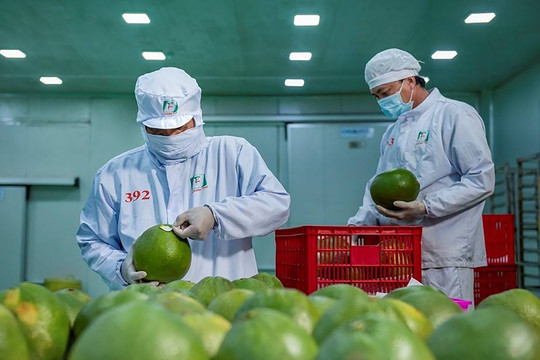 Úc dừng nhập khẩu bưởi 6 tháng, Bộ NN&MT khuyến cáo khẩn