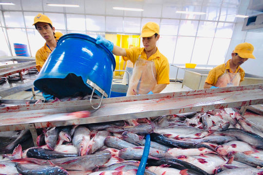 Chịu thuế bổ sung 12,5% của Mỹ, doanh nghiệp xuất khẩu cá tra nào đang 'hứng bão'?