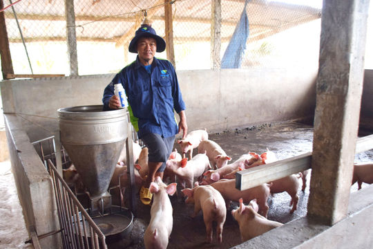 Hiệu quả từ ứng dụng công nghệ sinh thái tuần hoàn trong chăn nuôi heo tại Gia Lai