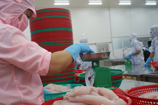 Cá tra bất ngờ được quan tâm tại Nhật Bản