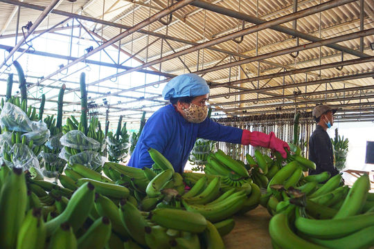 Tuyến vận tải Nam Ninh - Cần Thơ qua kênh đào Bình Lục, nông sản Việt có hưởng lợi?
