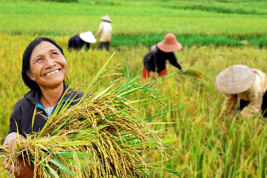 Bước ngoặt chính sách tháng 10: Chuẩn hóa thị trường gạo, mở rộng lưới an sinh