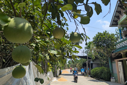 Thanh trà Huế: Từ 'tiến vua' đến những câu hỏi ở vùng trồng mới