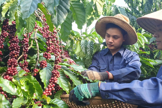 Xuất khẩu cà phê 9 tháng: Lượng tăng vụt, nhưng tiền thì giảm