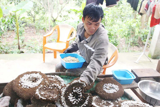 Đi ‘săn’ nhộng ong vò vẽ miền tây Quảng Trị