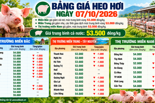 Giá heo hơi tiếp tục giảm, bình quân cả nước còn 53.500 đồng/kg