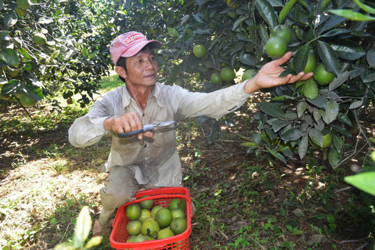 Những người làm nên vùng cây trái K4