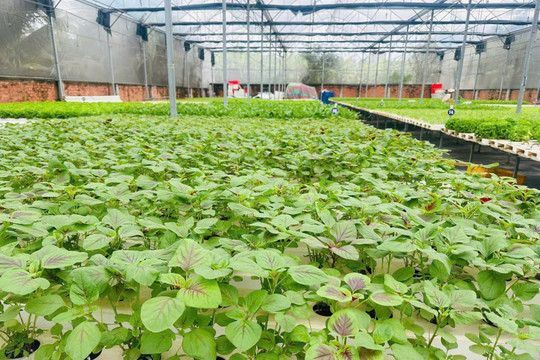 Nông dân xoay xở giữ vườn rau khi mưa lớn kéo dài