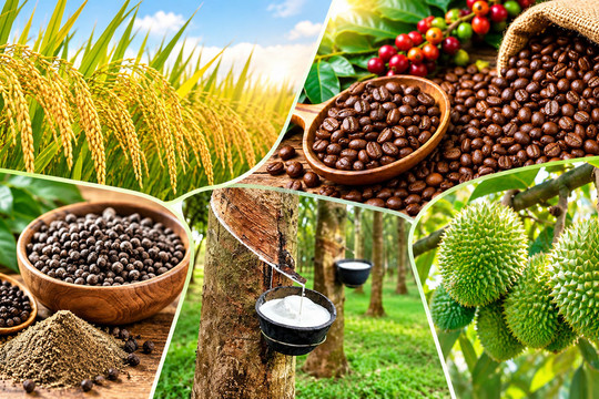 Thị trường nông sản 7/10: Cà phê thế giới tăng mạnh, sầu riêng phân hóa theo chất lượng