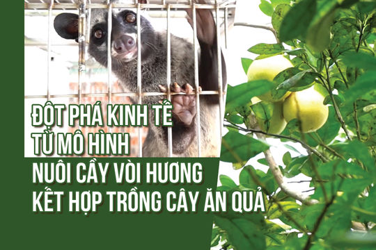 Cầy vòi hương + cây ăn quả: Mũi đột phá kinh tế ở Trà Liên