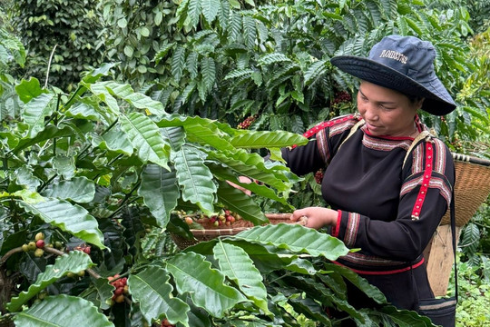 Cà phê Robusta Việt Nam: Mức độ tìm kiếm tới 200%, vì sao người ta vẫn ít nhớ?