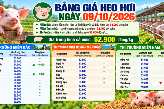Giá heo hơi 9/10 diễn biến trái chiều giữa các vùng