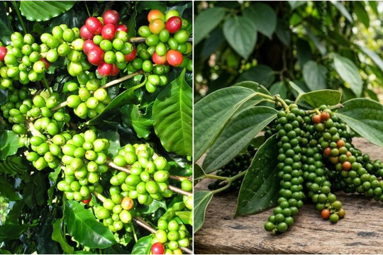 Giá cà phê, hồ tiêu đồng loạt tăng thêm từ 1.000 đồng