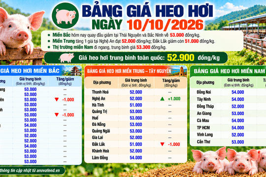 Giá heo hơi biến động cục bộ, miền Nam giữ giá ổn định