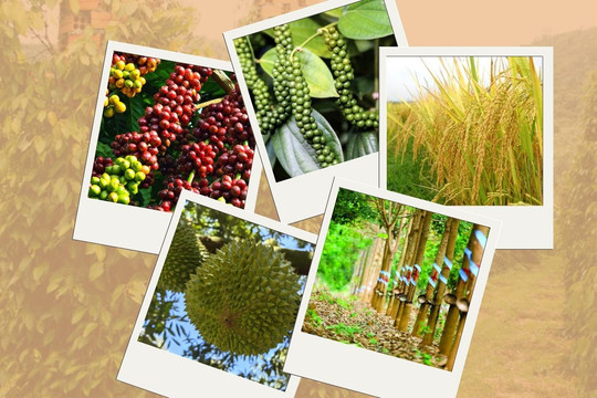 Thị trường nông sản 10/10: Cà phê thế giới diễn biến trái chiều, hồ tiêu chững giá