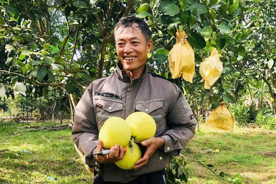 Dưới lèn đá Đồng Lê, có một vùng bưởi Phúc Trạch