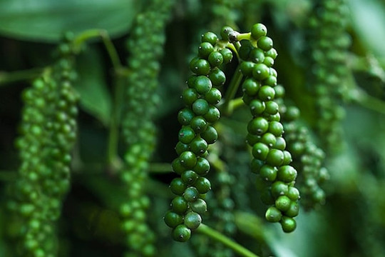 Giá hồ tiêu trong nước tăng từ 500 - 1.000 đồng/kg