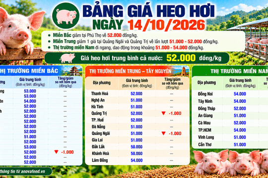 Giá heo hơi giảm nhẹ, bình quân cả nước còn 52.000 đồng/kg