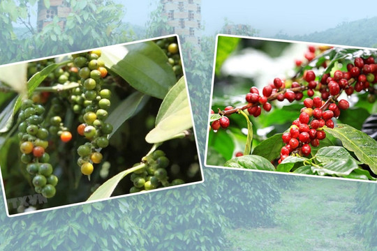 Giá hồ tiêu vượt mốc 140.000 đồng/kg, cà phê quay đầu giảm nhẹ